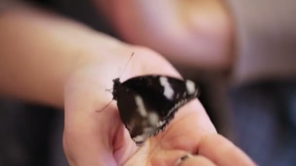 Πεταλούδα στο γυναικείο χέρι — Αρχείο Βίντεο