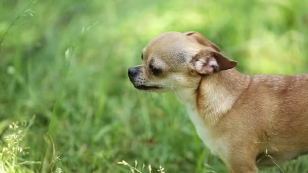 Το μικρό σκυλί στο γρασίδι — Αρχείο Βίντεο