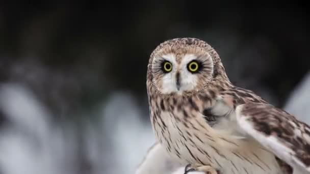 Owl in hands — Stock Video