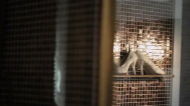 Beyaz kadının ayakkabı