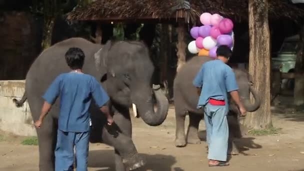 甲米岛，泰国-2014 年 12 月 22 日︰ 大象表演 — 图库视频影像