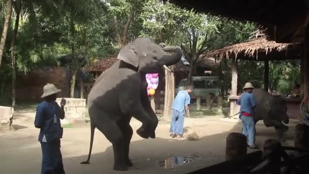 Krabi, thailand - 22. Dezember 2014: Elefantenvorstellung — Stockvideo