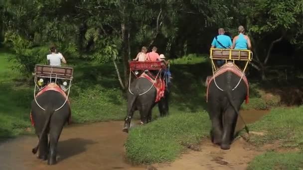 Onherkenbaar mensen paardrijden olifanten — Stockvideo