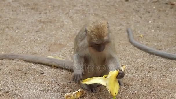 Мавпа, їсть банан — стокове відео