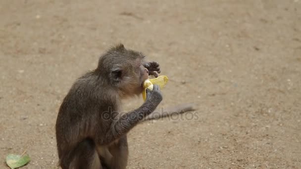 Monkey eating banana — Stock Video