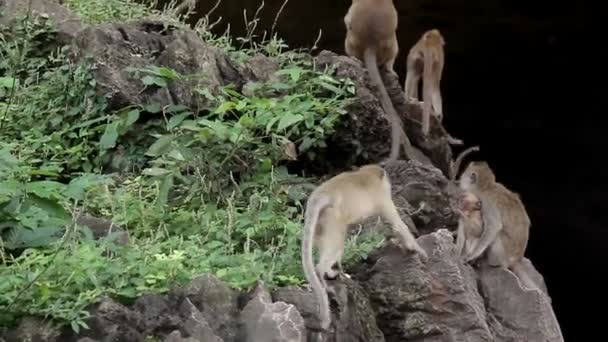 Beaucoup de singes sur un rocher — Video