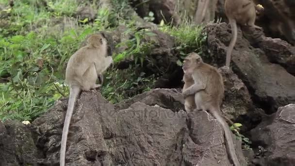 许多在一块岩石上的猴子 — 图库视频影像