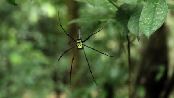 Büyük siyah ve sarı örümcek — Stok video