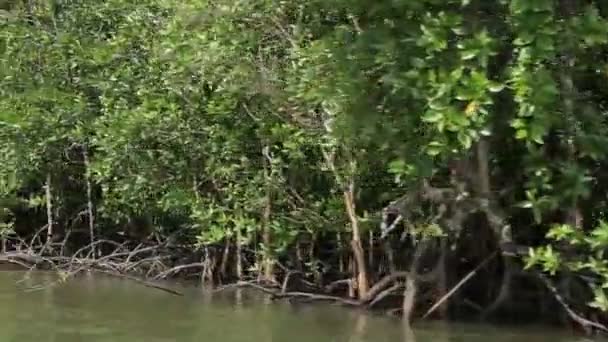 Lasy namorzynowe w wodzie — Wideo stockowe