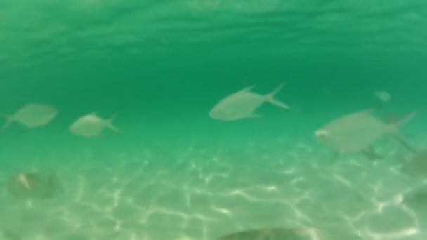 Peces bajo el agua en el mar — Vídeo de stock