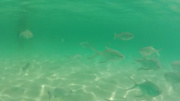 Ikan di bawah air di laut — Stok Video