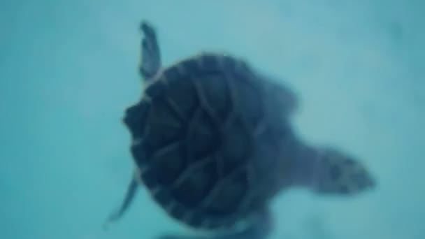 Żółw wodny pływanie — Wideo stockowe
