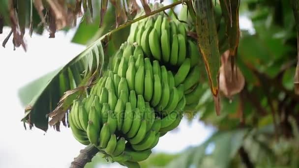 Green bananas on tree — Wideo stockowe