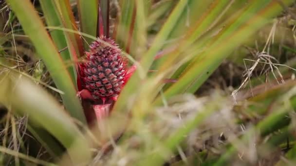 Planta de ananas în aer liber — Videoclip de stoc
