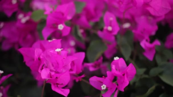Fleurs violettes au jour venteux 