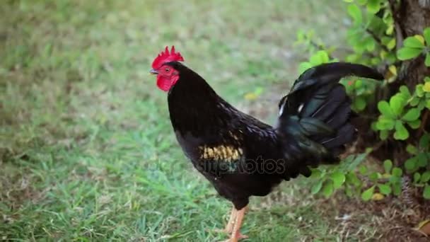 Gallo negro al aire libre — Vídeos de Stock