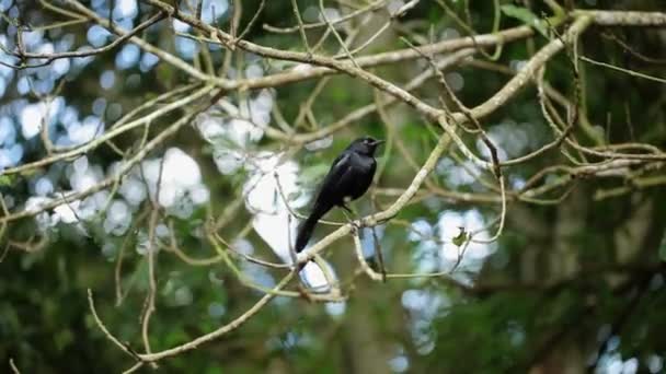 Oiseau noir sur branche d'arbre 
