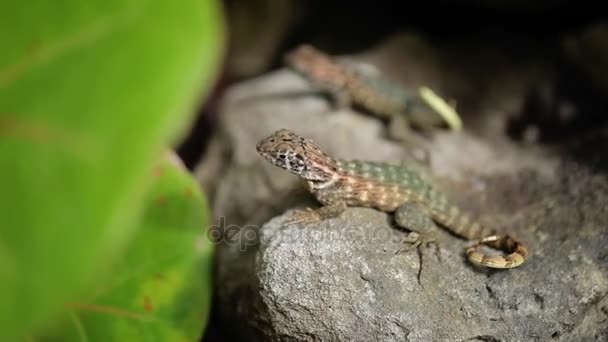 Lagartijas sobre rocas — Vídeo de stock