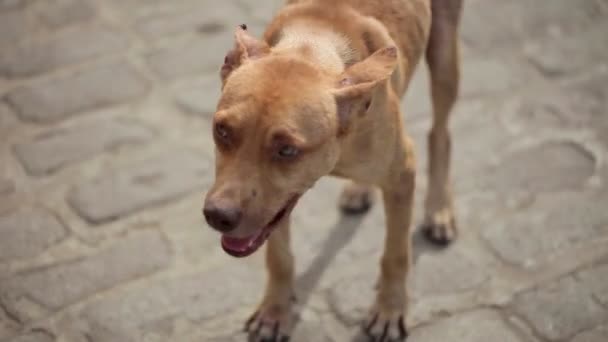 Herrelös hund som brun — Stockvideo