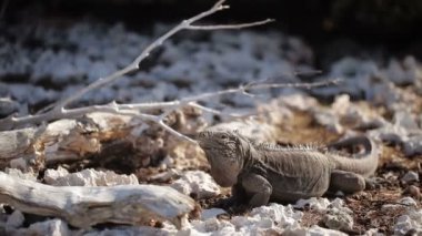 Kayaların üzerinde gri iguana kertenkele