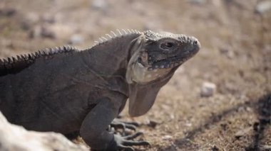 Kayaların üzerinde gri iguana kertenkele