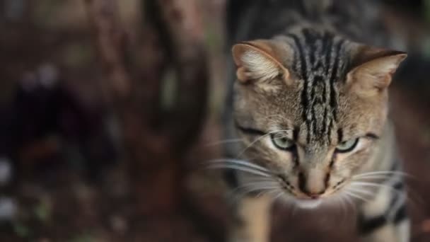Açık havada yürüyen kedi — Stok video
