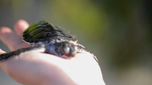 Turtle in womans hands — Stock Video