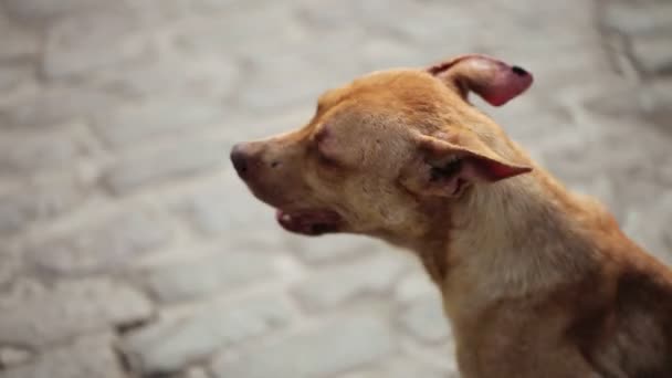 Stray cão marrom — Vídeo de Stock