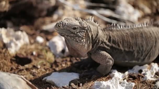 Lagarto iguana gris sobre rocas — Vídeo de stock