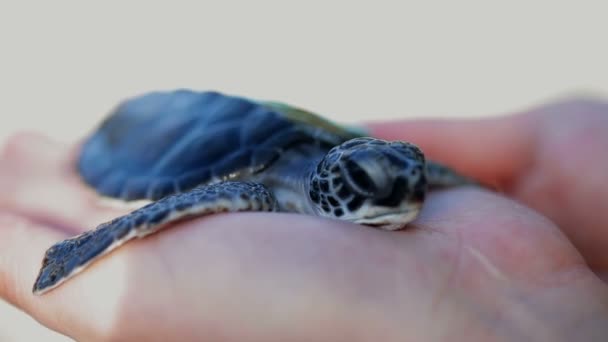 Turtle in womans hands — Stock Video