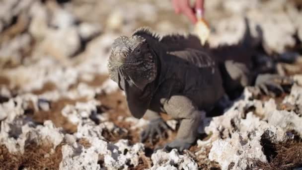 Grijze iguana hagedis op rotsen — Stockvideo