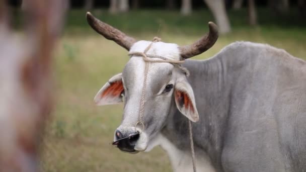 Koe bij boerderij grijs — Stockvideo