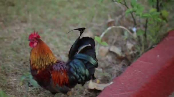 Rooster outdoors at the evening — Stock Video