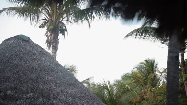 Coconut palm στην παραλία — Αρχείο Βίντεο