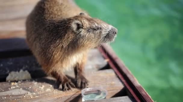 Beaver beber agua de vidrio de plástico — Vídeos de Stock