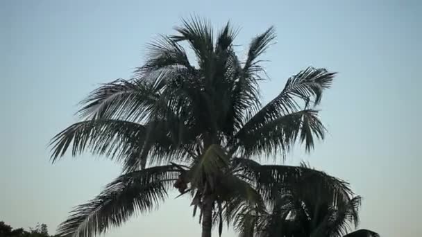 Кокосовая пальма вечером — стоковое видео
