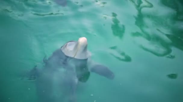Dolphin swimming in the sea — Stock Video