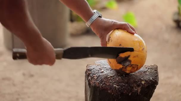 Człowiek z maczetą hacking kokosowe — Wideo stockowe