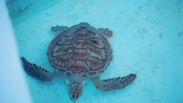 Черепаха воду плавання — стокове відео