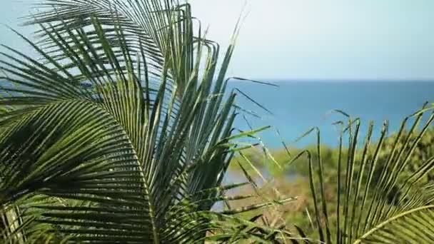 Palmové listy na pláži — Stock video