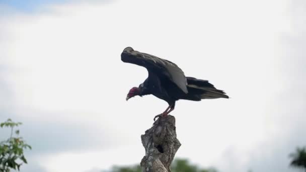 Águila blanca y negra — Vídeos de Stock