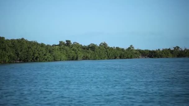 Mangrove plantes dans une mer 