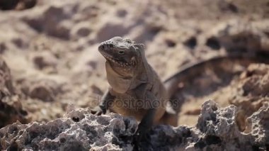 Gri iguana kertenkele taş