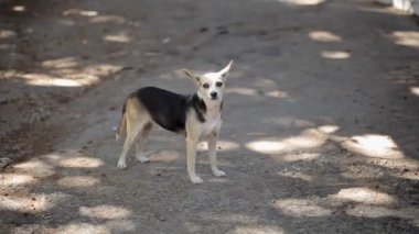 Genç köpek açık havada