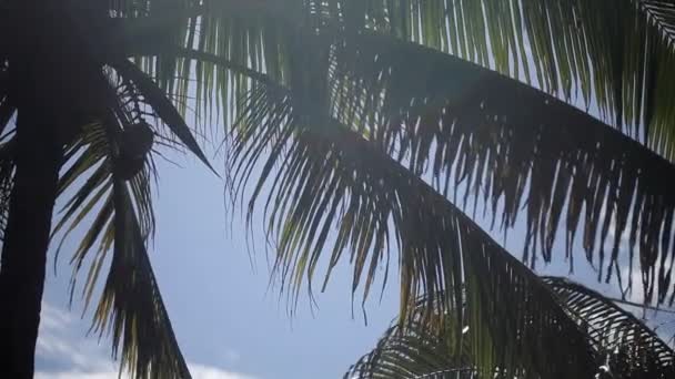 Palma nella giornata di sole — Video Stock