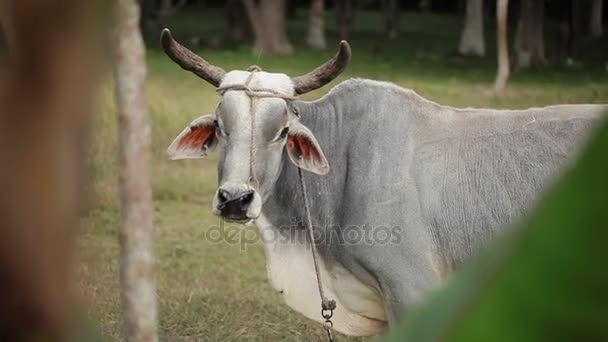 Серая корова на ферме — стоковое видео