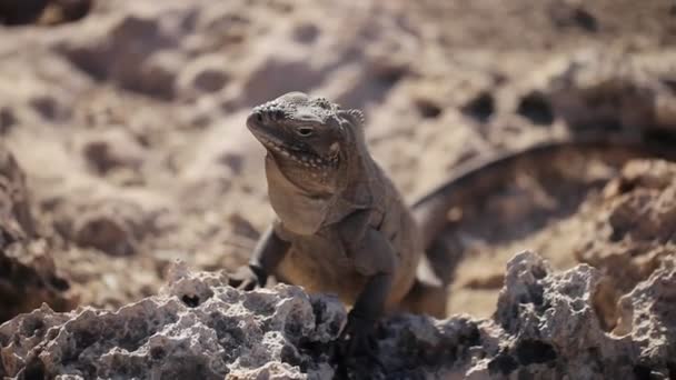 Сіра ігуана ящірка на каменях — стокове відео