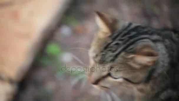 到户外散步的猫 — 图库视频影像