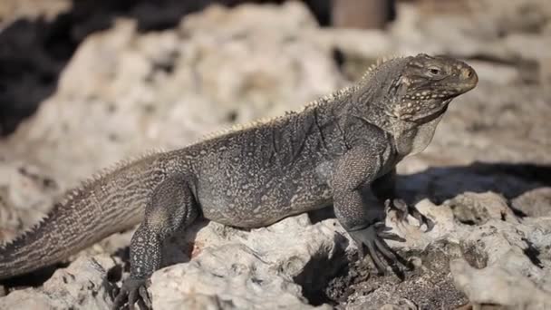 灰色的鬣蜥蜥蜴在石头上 — 图库视频影像