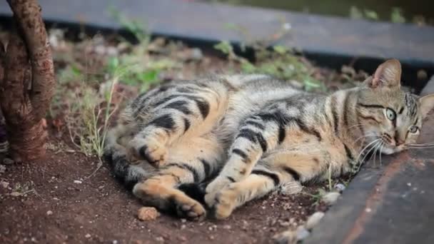 铺设在户外的猫 — 图库视频影像